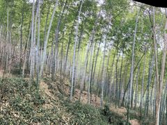 -上海佘山国家森林公园天马山园