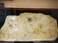 -安徽省地质博物馆