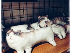 -猫咪博物馆(顶澳仔猫街店)