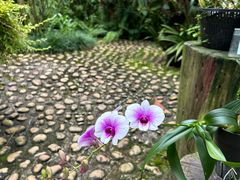 -深圳仙湖植物园