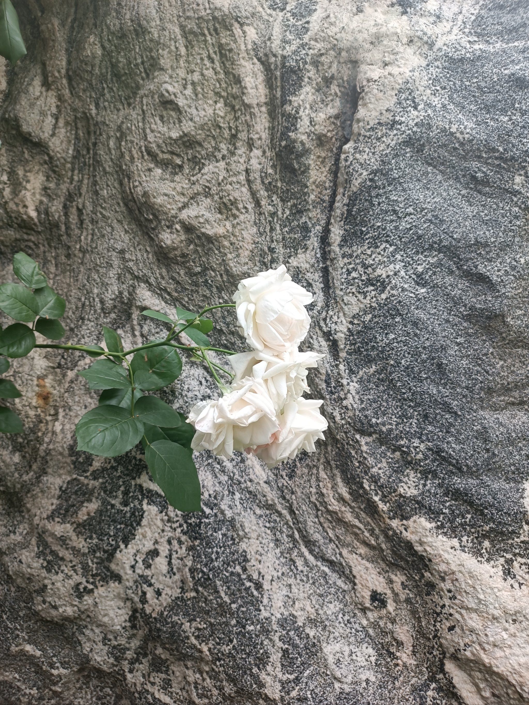 石上花