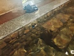-天门沟九州驿站树上汤泉
