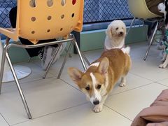 -怪兽屋·羊驼·猫咖·狗咖(俊华广场店)