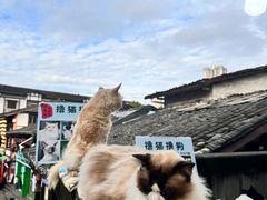 -磁器口古镇