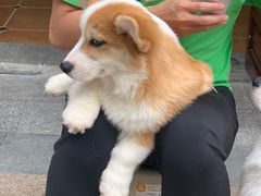 -柯斗斗主题餐厅·狗咖·围炉煮茶·茶饮(国瑞升平里店)