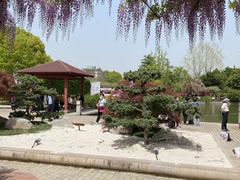 -嘉定紫藤园