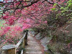 -木兰云雾山
