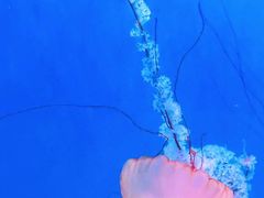 -大连老虎滩海洋公园