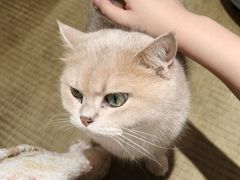 -逗柴咖啡屋·狗咖猫咖宠物桌游