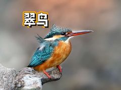 -上海野生动物园