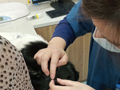-萌兽医馆·犬猫专科·眼科中心·宠物医院(朝阳门分院)