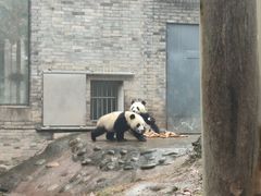 -都江堰中华大熊猫苑