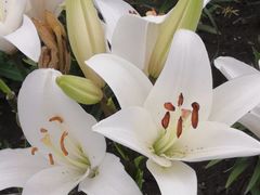 -长春公园(普阳街道)