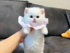 -欣宠猫屋·矮脚拿破仑·蓝金金渐层