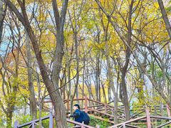 -大岭沟猕猴桃谷风景区