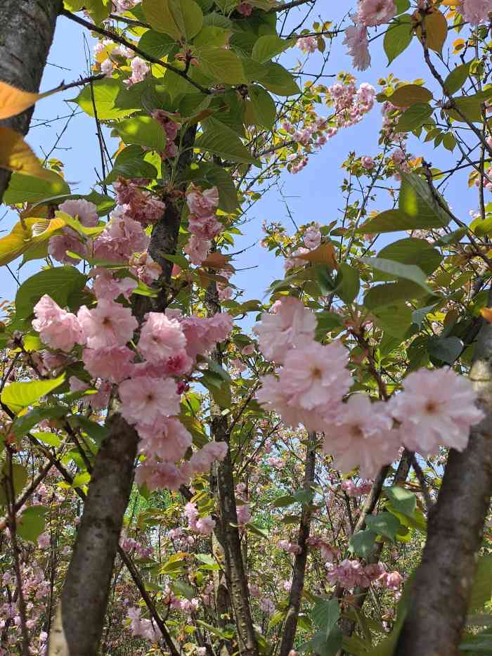 三郎镇樱缘谷-"交通: 导航直接到樱缘谷哈~从成都过来大.