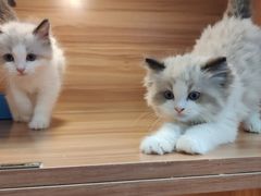 -猫十亿·布偶金渐层·曼基康矮脚猫舍(青年路店)