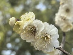 -无锡梅园公园