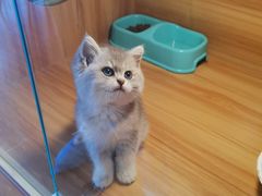 -猫十亿·布偶金渐层·曼基康矮脚猫舍(青年路店)