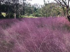 -昆山城市生态森林公园