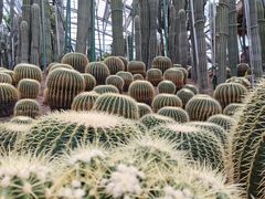 -南山植物园
