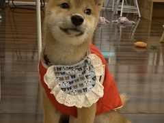 -豆柴町-柴犬主题狗咖(红鼎国际C座店)