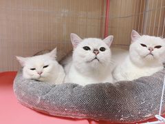 -宠屋宠物美容店