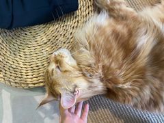 -Heymao猫咖.咖啡厅(东门店)