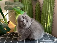 -喵zoo家庭繁育猫舍(尖东智能花园店)