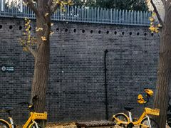 -三里屯东五街银杏大道