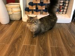 -猫大福·Fortune Cat猫舍(百子湾店)