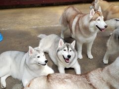 -TrueLove @ Neverland (Husky Cafe)