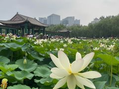 -莲花池公园