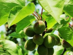 -潭柘厚院&山顶烤肉(潭柘寺店)