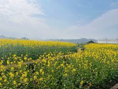 -桑洲油菜花景区