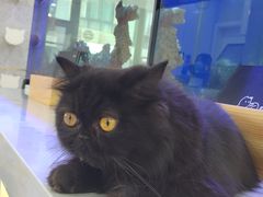 -喵园·猫主题咖啡厅·撸猫·猫咖(国贸店)