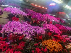 -花鸟鱼虫鲜花绿植市场(玉泉路店)