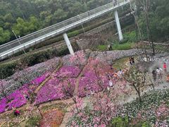-狐尾山公园