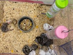 -钓仓鼠(洋桥北里小区店)
