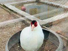 -青藏高原野生动物园