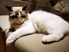 -猫腻·猫咖·撸猫馆(星光大道店)
