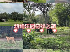 -奥兰多迪士尼动物王国乐园