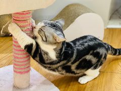 -COLOR PETS 撸猫馆·购猫·猫咖(长风大悦城店)