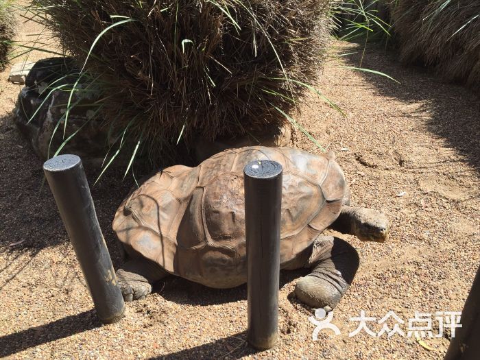 australian reptile park图片 - 第1张