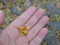 -杭州植物园