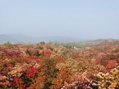 -贵州百里杜鹃风景名胜区