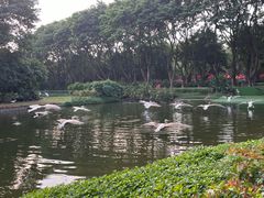 -广州长隆飞鸟乐园