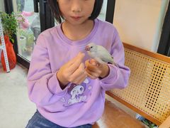 -吉丁鸟咖·异宠·寄养