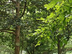 -素山寺森林公园