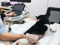 -派美特宠物医院·核磁CT·骨科肿瘤·疑难转诊(沈农禾丰店)